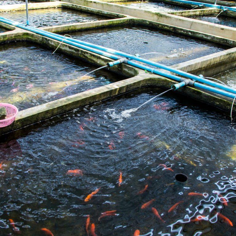 fish-farming-ir-section-v1-99